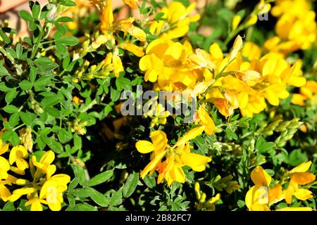 Eine Nahaufnahme der schönen gelben genista Blumen Stockfoto