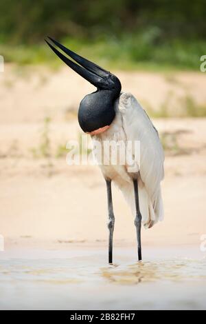 Nahaufnahme von Jabiru in Wasser, Pantanal, Brasilien. Stockfoto