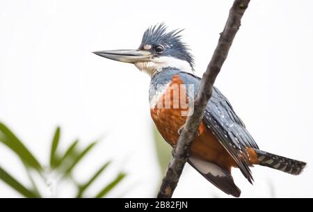 Nahaufnahme eines geballten Königsfischers (Megaceryle torquata), der auf einem Zweig, Pantanal, Brasilien, thront. Stockfoto