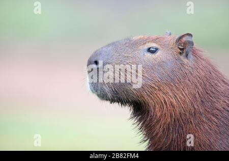 Nahaufnahme eines Capybara vor klarem Hintergrund, Südpantanal, Brasilien. Stockfoto