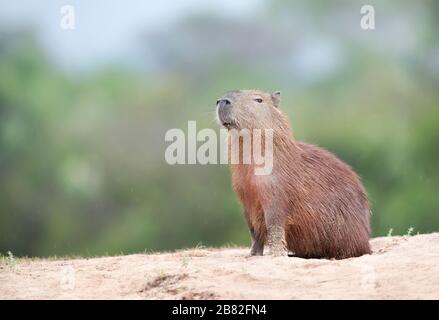 Nahaufnahme eines Capybara vor klarem Hintergrund an einem Flussufer, Südpantanal, Brasilien. Stockfoto