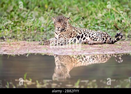 Nahaufnahme von einem Jaguar liegt an einem Flussufer, Pantanal, Brasilien. Stockfoto