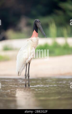 Nahaufnahme von Jabiru in Wasser, Pantanal, Brasilien. Stockfoto