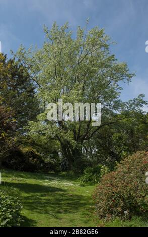 Frühlingslaub des White Poplar Tree (Populus alba) in einem Woodland Garden im ländlichen Devon, England, Großbritannien Stockfoto