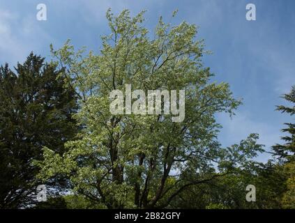 Frühlingslaub des White Poplar Tree (Populus alba) in einem Woodland Garden im ländlichen Devon, England, Großbritannien Stockfoto