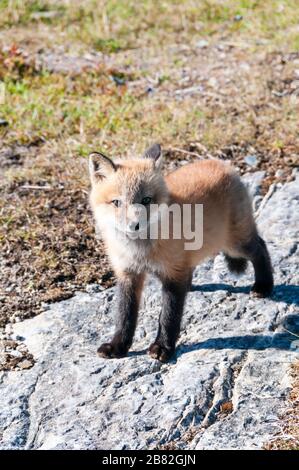 Red Fox Cub in Neufundland, Kanada Stockfoto