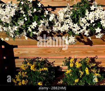 Nahaufnahme einer Pflanzmaschine mit wunderschönem weißem Jasmin Nachtschatten und gelben Genista Blumen Stockfoto