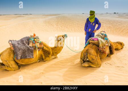 Tuareg-Mann und Dromedare in der Wüste. Stockfoto