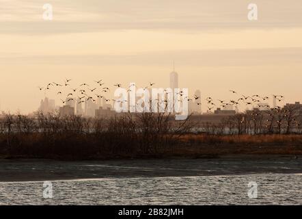 Brent Gänse fliegen gegen die Skyline von New York City Stockfoto