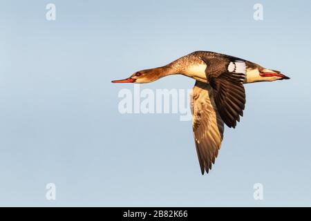 Nahaufnahme der roten, gerösteten Merganser im Flug, Stockfoto