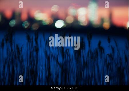 Phragmites Schilf und Stadtlichter in der Nacht Stockfoto