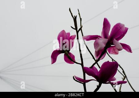 Rosa Magnolien-Blumen vor grauem Hintergrund mit Linien geöffnet Stockfoto