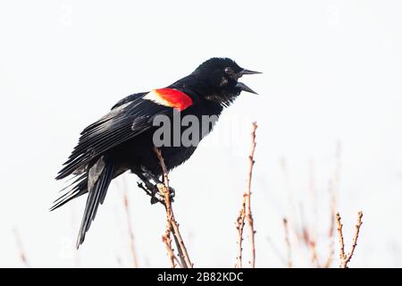 Nahaufnahme des rot geflügelten Schwarzvogels, der im Frühjahr angezeigt wird Stockfoto