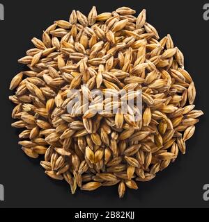 Haufen von ungehüllten Barley (Hordeum vulgare Samen), isoliert auf Schwarz, Draufsicht Stockfoto