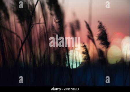 Moody Saline Smarsh Nachtszene von Phragmiten-Schilf und Stadtbeleuchtung in der Nacht Stockfoto