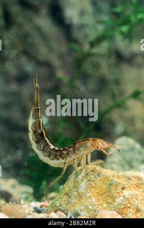 Gelbrandkäfer, Gelbrand-Käfer, Gelbrand, Larve, Käferlarve, Dytiscus marginalis, großer Tauchkäfler, Larve, Schwimmkäfer, Dytisciae Stockfoto