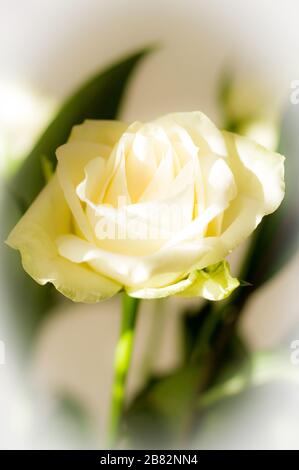 Rosen und Lügen Stockfoto