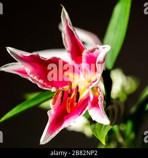 Rosen und Lügen Stockfoto