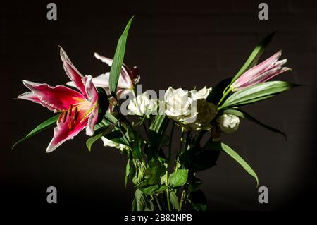 Rosen und Lügen Stockfoto