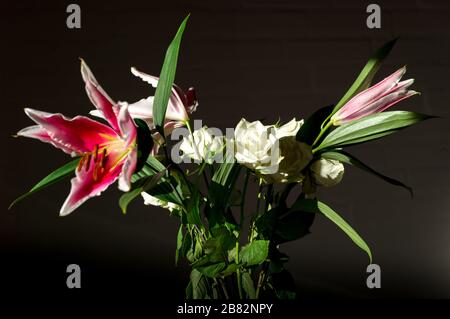 Rosen und Lügen Stockfoto