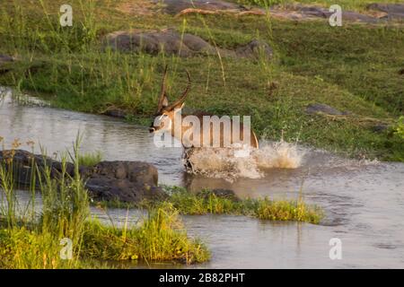 Ein Wasserbock-Stier (Kobus Ellipsiprymnus) sprang am späten Nachmittag durch das Wasser des Olifants River, Kruger National Park, Südafrika Stockfoto