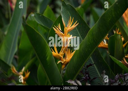 Heliconia psittacorum Yellow Parrot im Botanischen Garten von Singapur Stockfoto