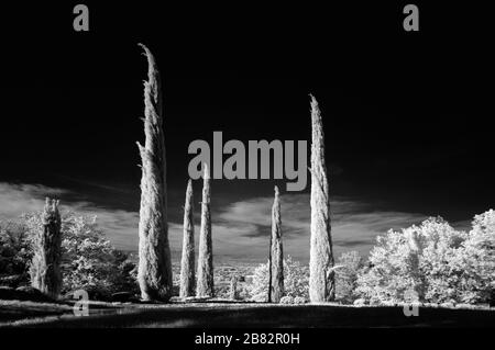 Infrarot-, Schwarzweiß- oder Monochrom-Linie oder Reihen von Treesor-Zypressen aus der Mittelmeer-Cypresse, Cupressus sempervirens, Provence Frankreich Stockfoto