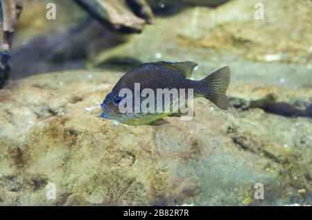 Kürbissamen und Sonnenfisch oder Lepomis gibbosus schwimmend im Süßwasser der Iberischen Halbinsel Stockfoto