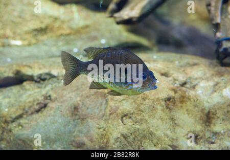 Kürbissamen und Sonnenfisch oder Lepomis gibbosus schwimmend im Süßwasser der Iberischen Halbinsel Stockfoto