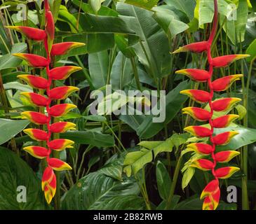 Heliconia brütet in den Botanischen Gärten von Singapur. Stockfoto