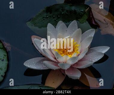 AX Teich Churt gemeinsame gelb weiß Wasser lilienige Blume Tiefland heide Lebensraum Stockfoto