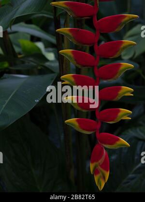 Heliconia brütet in den Botanischen Gärten von Singapur. Stockfoto