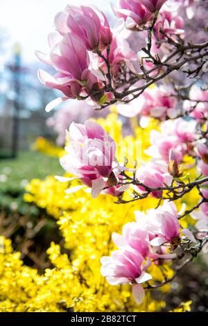 WASHINGTON DC – Rosa Magnolienblüten und gelbe Forsythien blühen im frühen Frühjahr im Enid A. Haupt Garden zusammen. Dieser Garten, Teil der Smithsonian Institution, befindet sich in der National Mall und ist bekannt für seine saisonalen Pflanzungen. Diese Blüten blühen oft vor dem Höhepunkt der berühmteren Kirschblüte. Stockfoto