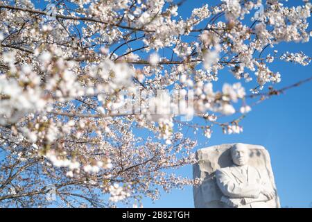 WASHINGTON DC, USA – Kirschblüten bilden den Rahmen für den Martin Luther King Jr. Gedenkstätte während der Blütezeit entlang des Tidal Basin. Die 30 Meter hohe Skulptur Stone of Hope, die Dr. King aus Granit zeigt, steht inmitten der rosafarbenen und weißen Frühlingsanzeige. Die Position der Gedenkstätte zwischen den Jefferson und Lincoln Memorials schafft eine symbolische Ausrichtung des amerikanischen Bürgerrechtsfortschritts. Stockfoto