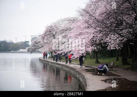 Kirschblüten am Tidal Basin in Washington DC | WASHINGTON — Besucher schlendern einen Gehweg entlang unter blühenden Kirschbäumen am Tidal Basin in Washington, D.C. Die Yoshino-Kirschbäume, die das Becken umringen, stammen von einem Geschenk von 3.020 Bäumen aus der Stadt Tokio aus dem Jahr 1912 ab, und ihre Spiegelungen im Wasser gehören zu den meistfotografierten Ansichten der Gegend im Frühling. Stockfoto
