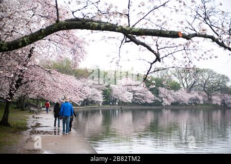 Kirschblüten am Tidal Basin in Washington DC | WASHINGTON — Besucher schlendern einen Pfad unter blühenden Kirschbäumen entlang des Tidal Basin in Washington, D.C., unter bewölktem Frühlingshimmel. Die blühenden Bäume, ein Geschenk der Stadt Tokio aus dem Jahr 1912, bleiben die Hauptattraktion des jährlichen National Cherry Blossom Festivals. Stockfoto