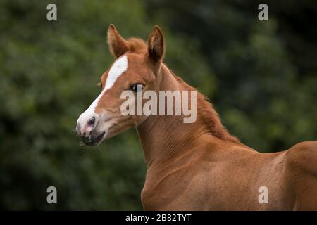 Porträt einer reinrassigen Araberin Filly, Tyrol, Österreich Stockfoto