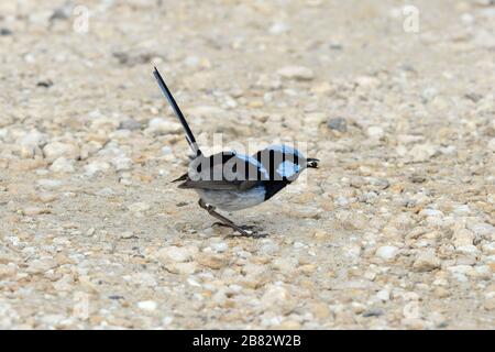 Die Fee wren mit ihrem leuchtend blauen Gefieders, das sich von dem Käfer ernährt, der in seinem Schnabel geknarrt ist Stockfoto