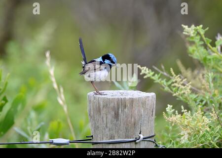 Fee wren mit seinem strahlend blauen Gefiederchen auf dem Gatepost Stockfoto