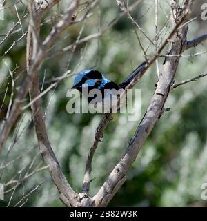 Fee wren mit seinem leuchtend blauen Gefiederchen, das in niedrigen Sträuchern aufgehümmert ist Stockfoto