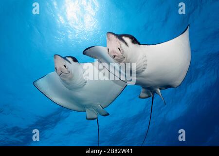 Zwei gepunktete Adler-Strahlen (Aetobatus narinari), die gegen das Licht schwimmen, Great Barrier Reef, Unesco World Natural Heritage, Pacific, Australien Stockfoto