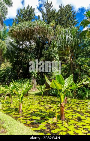 Water Banana Palms (Typhonodorum lindleyanum), Water Lily Pond, Victoria Botanical Garden, Mahe Island, Seychellen Stockfoto