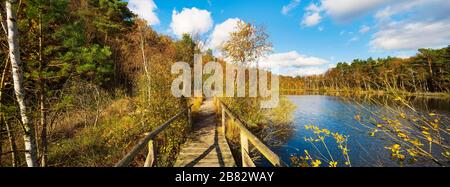 Moorweg, Holzfußbrücke, im Herbst beplankter Weg durch das Moorgebiet, Wienpietsch-Seen, Nationalpark Mueritz, Mecklenburg-Vorpommern Stockfoto