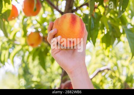 Pflücken Sie frische Pfirsiche aus dem Baum im Pfirsichgarten Stockfoto