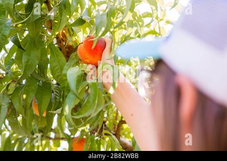 Pflücken Sie frische Pfirsiche aus dem Baum im Pfirsichgarten Stockfoto