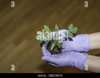 Nahaufnahme der weiblichen Hände in violetten Handschuhen zur Aufnahme der Tomatenfabrik. Gartenkonzept. Bio Food Konzept. Stockfoto