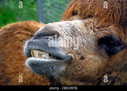 Porträt eines Dromedars, Campodarsego Tiermesse, Veneto, Italien Stockfoto