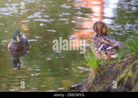 Männlich und weiblich von Mallard-Enten, Anas platyrhynchos. Die weibliche Ente putzt Federn am Ufer, und das Männchen wartet im Teich auf sie. Stockfoto