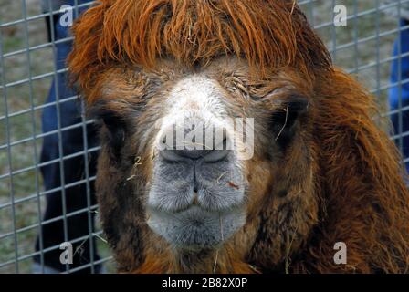 Porträt eines Dromedars, Campodarsego Tiermesse, Veneto, Italien Stockfoto