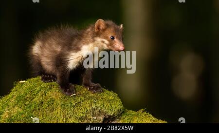 Baby-Buche marnt stehendes, mit grünem Moos bedecktes Gestein im Wald Stockfoto